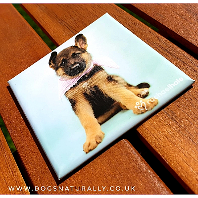 German Shepherd Puppy Gift Magnet (Thomas) Rachael Hale